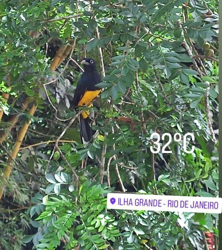 Bangalo Na Acqua Jungle Lodge Abraão Eksteriør bilde